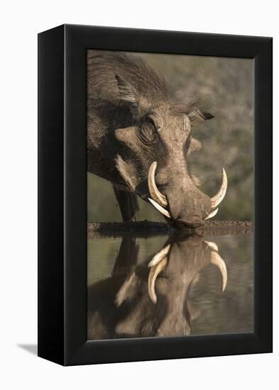 Warthog (Phacochoerus Aethiopicus), at Water, Mkhuze Game Reserve, Kwazulu-Natal, South Africa-Ann & Steve Toon-Framed Premier Image Canvas