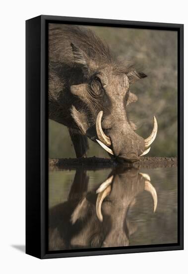 Warthog (Phacochoerus Aethiopicus), at Water, Mkhuze Game Reserve, Kwazulu-Natal, South Africa-Ann & Steve Toon-Framed Premier Image Canvas