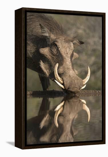 Warthog (Phacochoerus Aethiopicus), at Water, Mkhuze Game Reserve, Kwazulu-Natal, South Africa-Ann & Steve Toon-Framed Premier Image Canvas