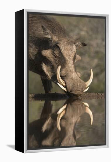 Warthog (Phacochoerus Aethiopicus), at Water, Mkhuze Game Reserve, Kwazulu-Natal, South Africa-Ann & Steve Toon-Framed Premier Image Canvas