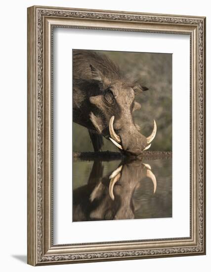 Warthog (Phacochoerus Aethiopicus), at Water, Mkhuze Game Reserve, Kwazulu-Natal, South Africa-Ann & Steve Toon-Framed Photographic Print