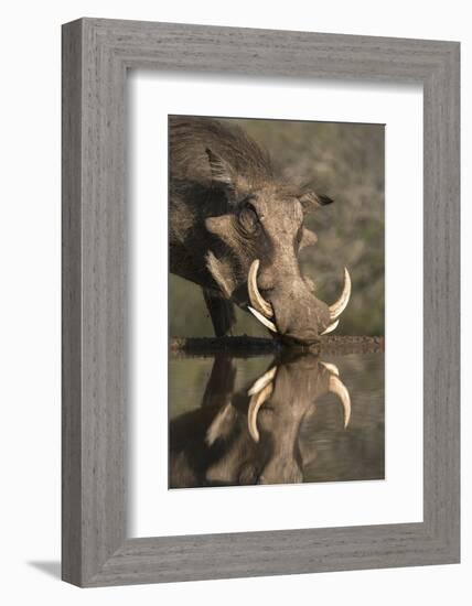 Warthog (Phacochoerus Aethiopicus), at Water, Mkhuze Game Reserve, Kwazulu-Natal, South Africa-Ann & Steve Toon-Framed Photographic Print