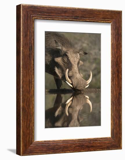 Warthog (Phacochoerus Aethiopicus), at Water, Mkhuze Game Reserve, Kwazulu-Natal, South Africa-Ann & Steve Toon-Framed Photographic Print