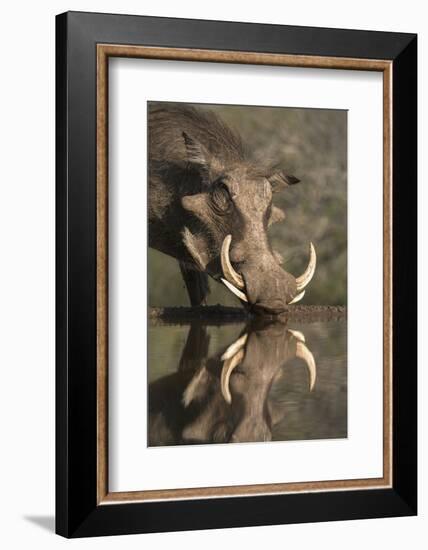 Warthog (Phacochoerus Aethiopicus), at Water, Mkhuze Game Reserve, Kwazulu-Natal, South Africa-Ann & Steve Toon-Framed Photographic Print