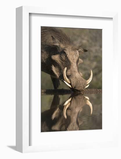 Warthog (Phacochoerus Aethiopicus), at Water, Mkhuze Game Reserve, Kwazulu-Natal, South Africa-Ann & Steve Toon-Framed Photographic Print