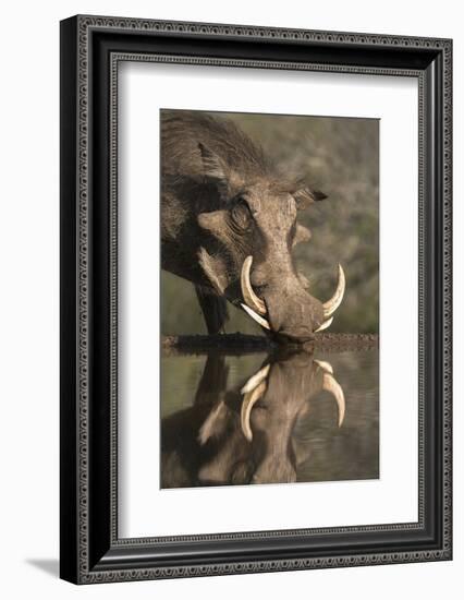 Warthog (Phacochoerus Aethiopicus), at Water, Mkhuze Game Reserve, Kwazulu-Natal, South Africa-Ann & Steve Toon-Framed Photographic Print