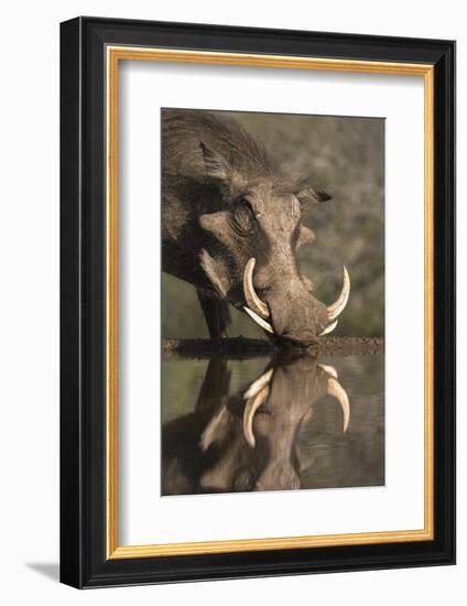 Warthog (Phacochoerus Aethiopicus), at Water, Mkhuze Game Reserve, Kwazulu-Natal, South Africa-Ann & Steve Toon-Framed Photographic Print