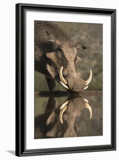 Warthog (Phacochoerus Aethiopicus), at Water, Mkhuze Game Reserve, Kwazulu-Natal, South Africa-Ann & Steve Toon-Framed Photographic Print