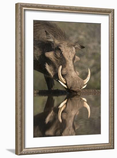 Warthog (Phacochoerus Aethiopicus), at Water, Mkhuze Game Reserve, Kwazulu-Natal, South Africa-Ann & Steve Toon-Framed Photographic Print