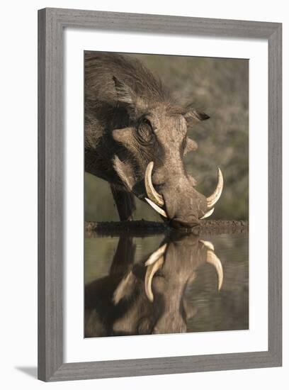 Warthog (Phacochoerus Aethiopicus), at Water, Mkhuze Game Reserve, Kwazulu-Natal, South Africa-Ann & Steve Toon-Framed Photographic Print