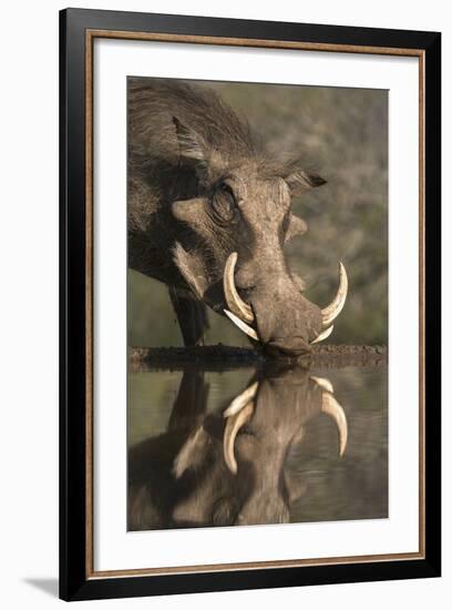 Warthog (Phacochoerus Aethiopicus), at Water, Mkhuze Game Reserve, Kwazulu-Natal, South Africa-Ann & Steve Toon-Framed Photographic Print