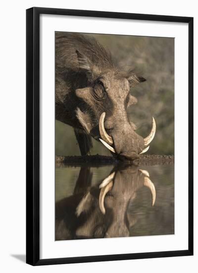 Warthog (Phacochoerus Aethiopicus), at Water, Mkhuze Game Reserve, Kwazulu-Natal, South Africa-Ann & Steve Toon-Framed Photographic Print