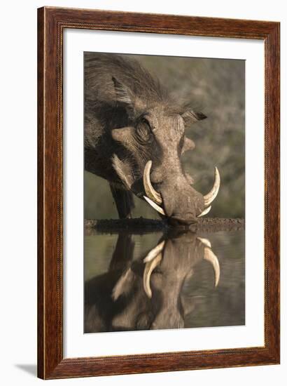 Warthog (Phacochoerus Aethiopicus), at Water, Mkhuze Game Reserve, Kwazulu-Natal, South Africa-Ann & Steve Toon-Framed Photographic Print