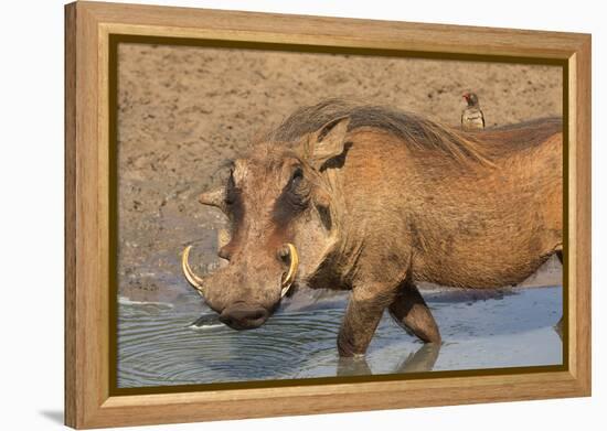 Warthog (Phacochoerus Aethiopicus), Kwazulu-Natal, Africa-Ann & Steve Toon-Framed Premier Image Canvas