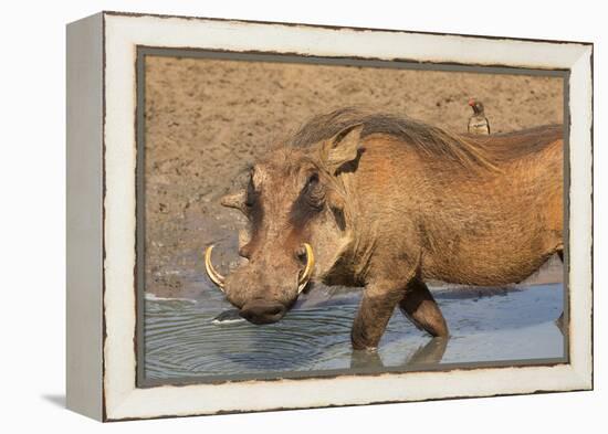 Warthog (Phacochoerus Aethiopicus), Kwazulu-Natal, Africa-Ann & Steve Toon-Framed Premier Image Canvas