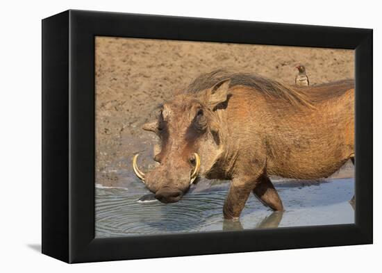 Warthog (Phacochoerus Aethiopicus), Kwazulu-Natal, Africa-Ann & Steve Toon-Framed Premier Image Canvas