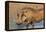 Warthog (Phacochoerus Aethiopicus), Kwazulu-Natal, Africa-Ann & Steve Toon-Framed Premier Image Canvas