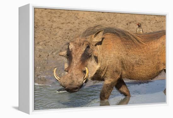 Warthog (Phacochoerus Aethiopicus), Kwazulu-Natal, Africa-Ann & Steve Toon-Framed Premier Image Canvas
