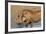 Warthog (Phacochoerus Aethiopicus), Kwazulu-Natal, Africa-Ann & Steve Toon-Framed Photographic Print