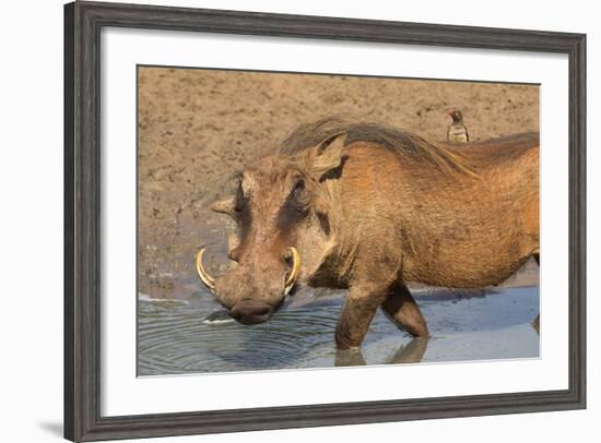 Warthog (Phacochoerus Aethiopicus), Kwazulu-Natal, Africa-Ann & Steve Toon-Framed Photographic Print