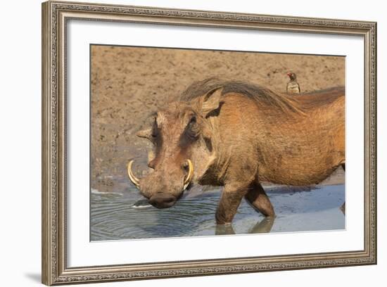 Warthog (Phacochoerus Aethiopicus), Kwazulu-Natal, Africa-Ann & Steve Toon-Framed Photographic Print