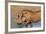 Warthog (Phacochoerus Aethiopicus), Kwazulu-Natal, Africa-Ann & Steve Toon-Framed Photographic Print