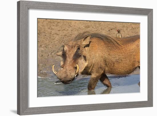 Warthog (Phacochoerus Aethiopicus), Kwazulu-Natal, Africa-Ann & Steve Toon-Framed Photographic Print