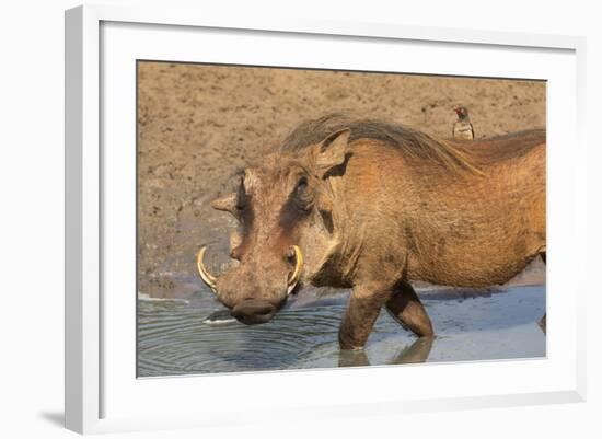 Warthog (Phacochoerus Aethiopicus), Kwazulu-Natal, Africa-Ann & Steve Toon-Framed Photographic Print