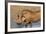 Warthog (Phacochoerus Aethiopicus), Kwazulu-Natal, Africa-Ann & Steve Toon-Framed Photographic Print