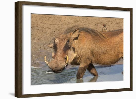 Warthog (Phacochoerus Aethiopicus), Kwazulu-Natal, Africa-Ann & Steve Toon-Framed Photographic Print