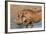 Warthog (Phacochoerus Aethiopicus), Kwazulu-Natal, Africa-Ann & Steve Toon-Framed Photographic Print