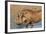 Warthog (Phacochoerus Aethiopicus), Kwazulu-Natal, Africa-Ann & Steve Toon-Framed Photographic Print