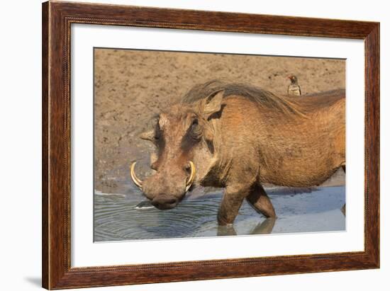 Warthog (Phacochoerus Aethiopicus), Kwazulu-Natal, Africa-Ann & Steve Toon-Framed Photographic Print