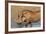 Warthog (Phacochoerus Aethiopicus), Kwazulu-Natal, Africa-Ann & Steve Toon-Framed Photographic Print