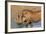 Warthog (Phacochoerus Aethiopicus), Kwazulu-Natal, Africa-Ann & Steve Toon-Framed Photographic Print