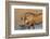 Warthog (Phacochoerus Aethiopicus), Kwazulu-Natal, Africa-Ann & Steve Toon-Framed Photographic Print