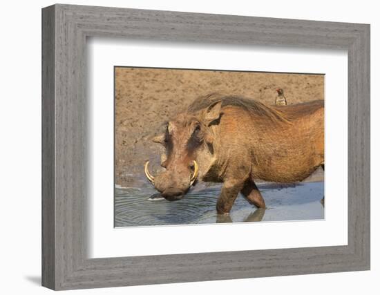 Warthog (Phacochoerus Aethiopicus), Kwazulu-Natal, Africa-Ann & Steve Toon-Framed Photographic Print