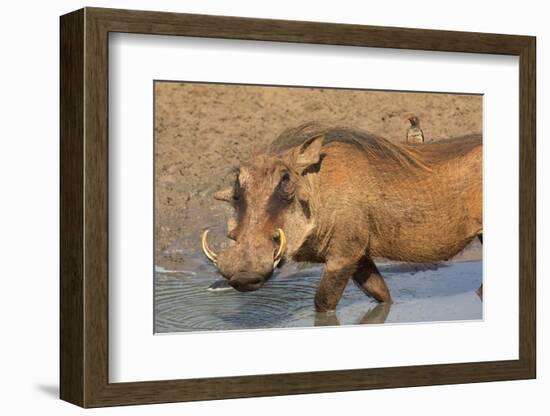 Warthog (Phacochoerus Aethiopicus), Kwazulu-Natal, Africa-Ann & Steve Toon-Framed Photographic Print