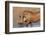 Warthog (Phacochoerus Aethiopicus), Kwazulu-Natal, Africa-Ann & Steve Toon-Framed Photographic Print