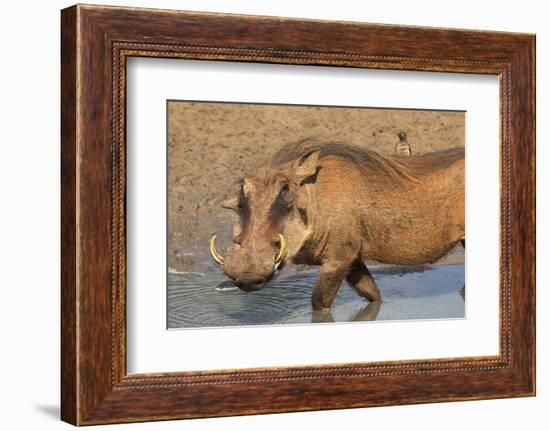 Warthog (Phacochoerus Aethiopicus), Kwazulu-Natal, Africa-Ann & Steve Toon-Framed Photographic Print