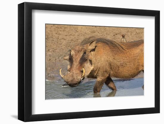 Warthog (Phacochoerus Aethiopicus), Kwazulu-Natal, Africa-Ann & Steve Toon-Framed Photographic Print