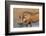 Warthog (Phacochoerus Aethiopicus), Kwazulu-Natal, Africa-Ann & Steve Toon-Framed Photographic Print