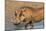 Warthog (Phacochoerus Aethiopicus), Kwazulu-Natal, Africa-Ann & Steve Toon-Mounted Photographic Print