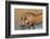 Warthog (Phacochoerus Aethiopicus), Kwazulu-Natal, Africa-Ann & Steve Toon-Framed Photographic Print