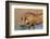 Warthog (Phacochoerus Aethiopicus), Kwazulu-Natal, Africa-Ann & Steve Toon-Framed Photographic Print