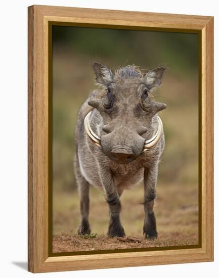 Warthog (Phacochoerus Aethiopicus), Male, Addo Elephant National Park, South Africa, Africa-James Hager-Framed Premier Image Canvas