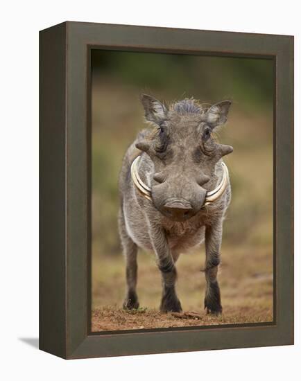 Warthog (Phacochoerus Aethiopicus), Male, Addo Elephant National Park, South Africa, Africa-James Hager-Framed Premier Image Canvas