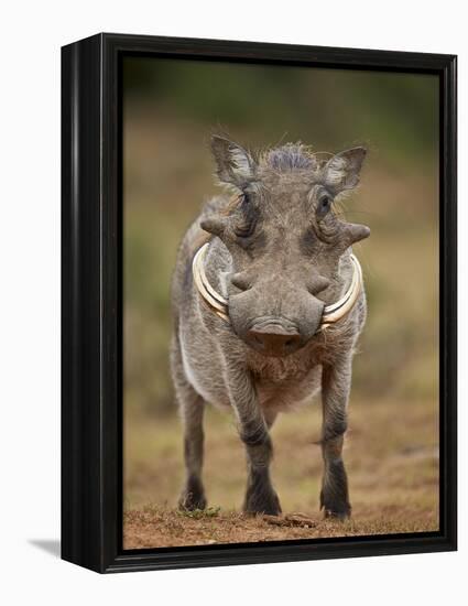 Warthog (Phacochoerus Aethiopicus), Male, Addo Elephant National Park, South Africa, Africa-James Hager-Framed Premier Image Canvas