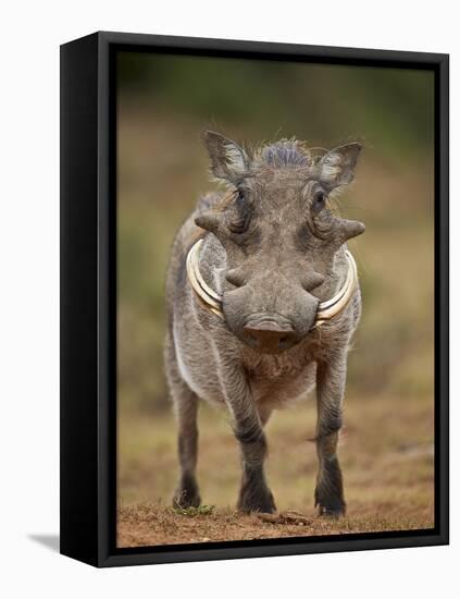 Warthog (Phacochoerus Aethiopicus), Male, Addo Elephant National Park, South Africa, Africa-James Hager-Framed Premier Image Canvas