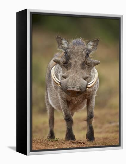 Warthog (Phacochoerus Aethiopicus), Male, Addo Elephant National Park, South Africa, Africa-James Hager-Framed Premier Image Canvas